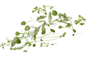 Wildpluk salade 125gr.